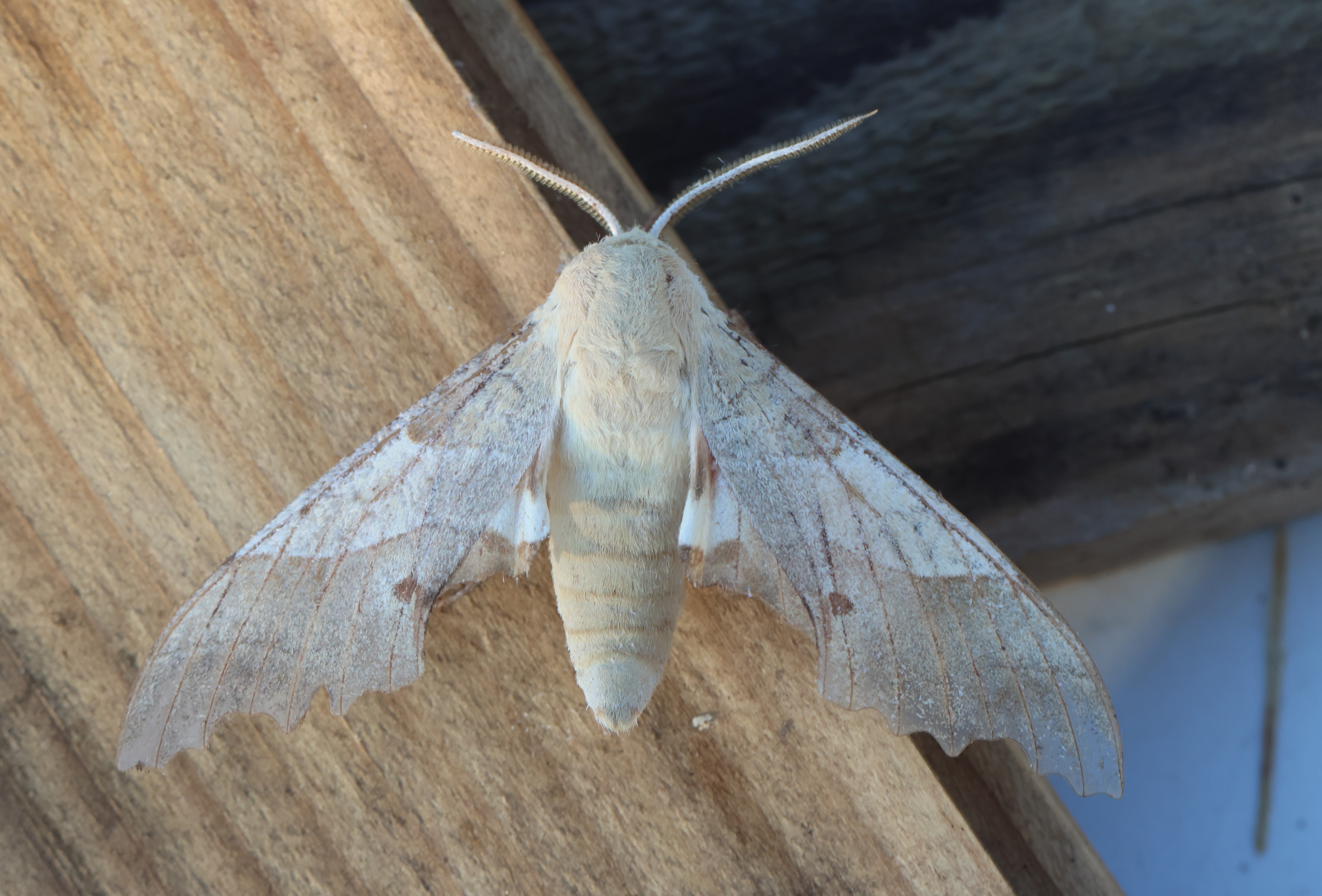 Photo of Oak Hawk-moth (Marumba quercus)